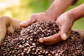 Giá cà phê tại Gia Lai và Đắk Lắk cao nhất cả nước trong ngày 6-1