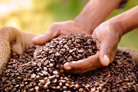 Giá cà phê tại Gia Lai và Đắk Lắk cao nhất cả nước trong ngày 6-1