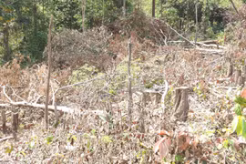 Chi cục Kiểm lâm Gia Lai yêu cầu khẩn trương xác minh vụ phá rừng tại xã Ia Púch