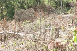 Chi cục Kiểm lâm Gia Lai yêu cầu khẩn trương xác minh vụ phá rừng tại xã Ia Púch