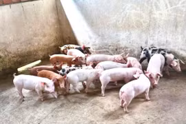 Sau Tết Nguyên đán, heo hơi liên tiếp rớt giá