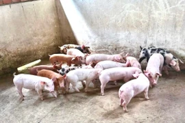 Sau Tết Nguyên đán, heo hơi liên tiếp rớt giá