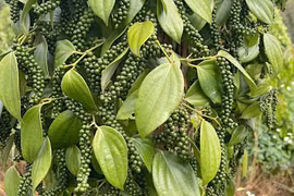 Giá cà phê tiến sát mốc 86.000 đồng, hồ tiêu tăng thêm 500 đồng/kg