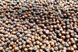 Giá hồ tiêu giảm nhẹ trong ngày Valentine