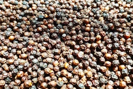 Giá hồ tiêu giảm nhẹ trong ngày Valentine