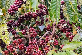 Giá cà phê đảo chiều tăng nhẹ, hồ tiêu mất thêm 1.000 đồng/kg