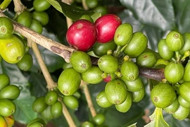 Ngày 13-3, giá cà phê và hồ tiêu trong nước cùng “lao dốc”