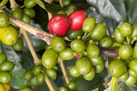 Ngày 13-3, giá cà phê và hồ tiêu trong nước cùng “lao dốc”