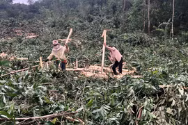 Giá gỗ nguyên liệu tăng nhưng niềm vui chưa trọn