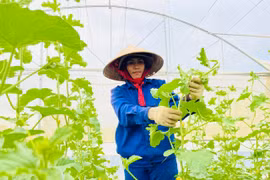 Chuẩn hóa sản xuất theo tiêu chuẩn VietGAP: Giải pháp phát triển nông nghiệp bền vững