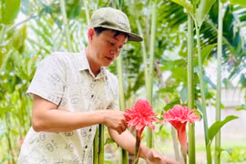 Khởi nghiệp với sen Đa Lộc trên đất Tuy Phước