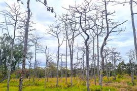 Hàng trăm cây rừng ở biên giới Ia Mơr bị “bức tử”