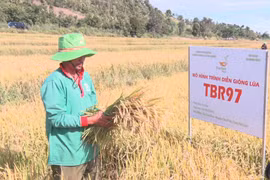 Chư Pưh: Hội thảo đầu bờ mô hình giống lúa TBR97 vụ mùa 2024