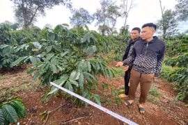 Đak Đoa: Bắt giữ 2 đối tượng trộm cắp cà phê