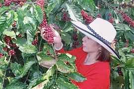 Ngày 10-10, giá cà phê tại Gia Lai ghi nhận ở mức 113.400 đồng/kg