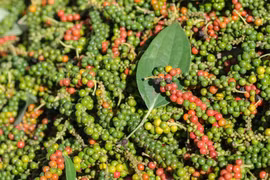 Giá hồ tiêu đồng loạt giảm 2.000 đồng/kg trong ngày 28-10