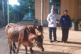 Chư Prông: Trao 4 con bò cho hộ nghèo tại xã biên giới Ia Púch