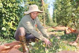 Ngày 16-11, giá hồ tiêu tăng 500-1.000 đồng/kg
