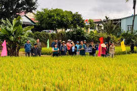 Ia Grai: Giống lúa HG12 năng suất đạt từ 70-77 tạ/ha