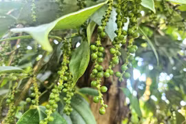 Ngày 27-10, giá hồ tiêu thu mua tại Gia Lai ở mức 144.000 đồng/kg