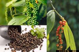 Giá hồ tiêu tại Gia Lai giảm nhẹ 500 đồng/kg