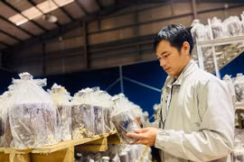 Sáng chế “Quy trình trồng nấm linh chi trên giá thể phôi gỗ keo lai” được chấp nhận hợp lệ