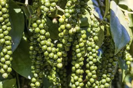 Ngày 29-9, giá hồ tiêu cao nhất ở mức 149.000 đồng/kg