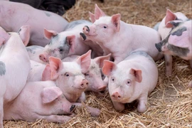 Giá heo hơi lập kỷ lục mới trong năm 2025