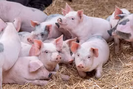 Giá heo hơi lập kỷ lục mới trong năm 2025