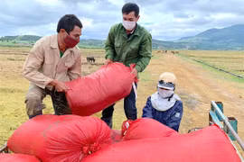 Việt Nam xuất khẩu 7,2 triệu tấn gạo, thu về 3,7 tỷ USD trong 10 tháng năm 2025.