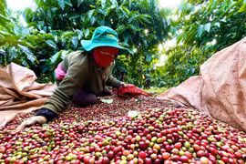 Ngày 20-12, giá cà phê Gia Lai giảm còn 89.000 đồng/kg