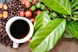 Giá cà phê trong nước ổn định phiên đầu tuần.