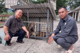 Người dân giao nộp 1 cá thể khỉ đuôi lợn để Trung tâm Cứu hộ, Bảo tồn và Phát triển sinh vật chăm sóc, thả về môi trường tự nhiên. 