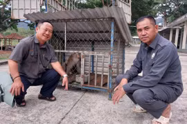 Người dân giao nộp 1 cá thể khỉ đuôi lợn để Trung tâm Cứu hộ, Bảo tồn và Phát triển sinh vật chăm sóc, thả về môi trường tự nhiên. 