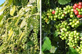 Giá cà phê và hồ tiêu trong nước ổn định phiên đầu tuần, thế giới biến động trái chiều