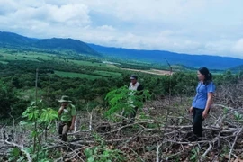 Lực lượng chức năng tiến hành khám nghiệm khu vực rừng bị phá ở xã Uar.