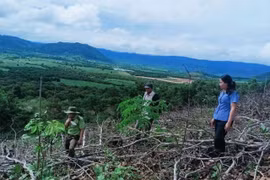 Lực lượng chức năng tiến hành khám nghiệm khu vực rừng bị phá ở xã Uar.