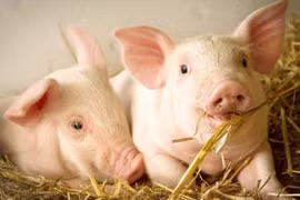 Ngày 4-10, giá heo hơi tiếp đà giảm sâu 2.000 đồng/kg tại khu vực miền Trung-Tây Nguyên. Ảnh: Internet