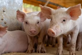 Heo hơi tăng 2.000 đồng/kg tại Hải Phòng, nhiều địa phương ổn định giá trong ngày 22-11.