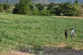 Các trường hợp được miễn thuế sử dụng đất nông nghiệp đến hết năm 2030