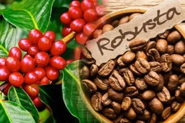 Ngày 9-10, thị trường trong nước tiếp tục ghi nhận sự đi xuống của giá cà phê với mức giảm 1.000 đồng/kg. Ảnh: Internet
