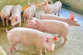 Giá heo hơi lập đỉnh mới trong ngày đầu tháng 12 với mức 56.000 đồng/kg.