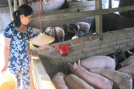 Giá heo hơi thiết lập kỷ lục mới, đạt 62.000 đồng/kg trong ngày 12-12.