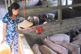 Giá heo hơi thiết lập kỷ lục mới, đạt 62.000 đồng/kg trong ngày 12-12.