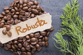 Cà phê Gia Lai giảm giá mạnh nhất cả nước, xuống còn 109.800 đồng/kg trong ngày 16-11.