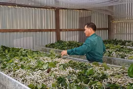 Khấm khá nhờ nghề trồng dâu nuôi tằm