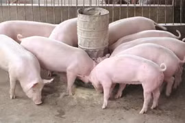 Giá heo hơi tiếp đà giảm 1.000-2.000 đồng/kg trong ngày 10-10. Ảnh: Internet