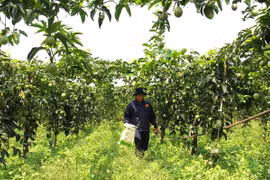 Giấc mơ triệu đô và bài toán bền vững ở thủ phủ chanh dây Gia Lai.