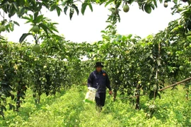 Giấc mơ triệu đô và bài toán bền vững ở thủ phủ chanh dây Gia Lai.