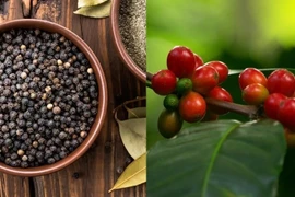 Cà phê tăng vọt 2.000-2.600 đồng/kg, hồ tiêu sụt giảm. Ảnh: Internet